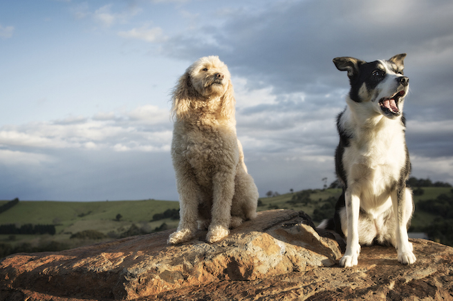 Dog photographer South Coast NSW